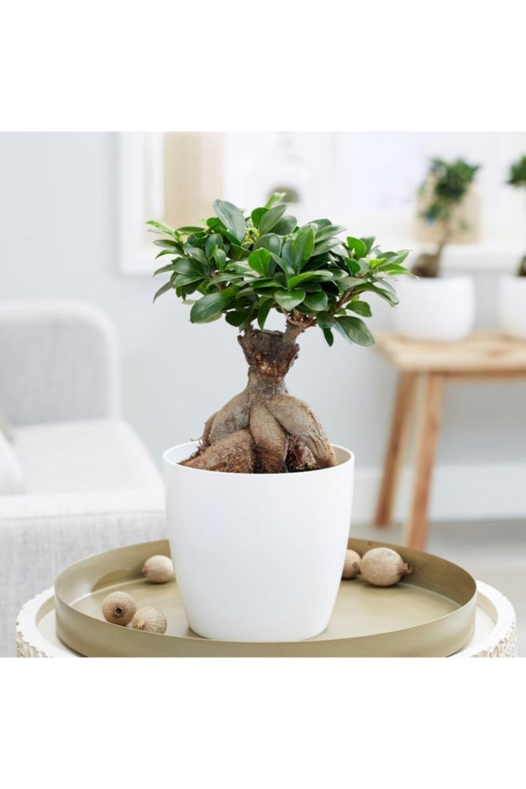 Dekoratif saksılı Ficus Bonsai kalın gövde