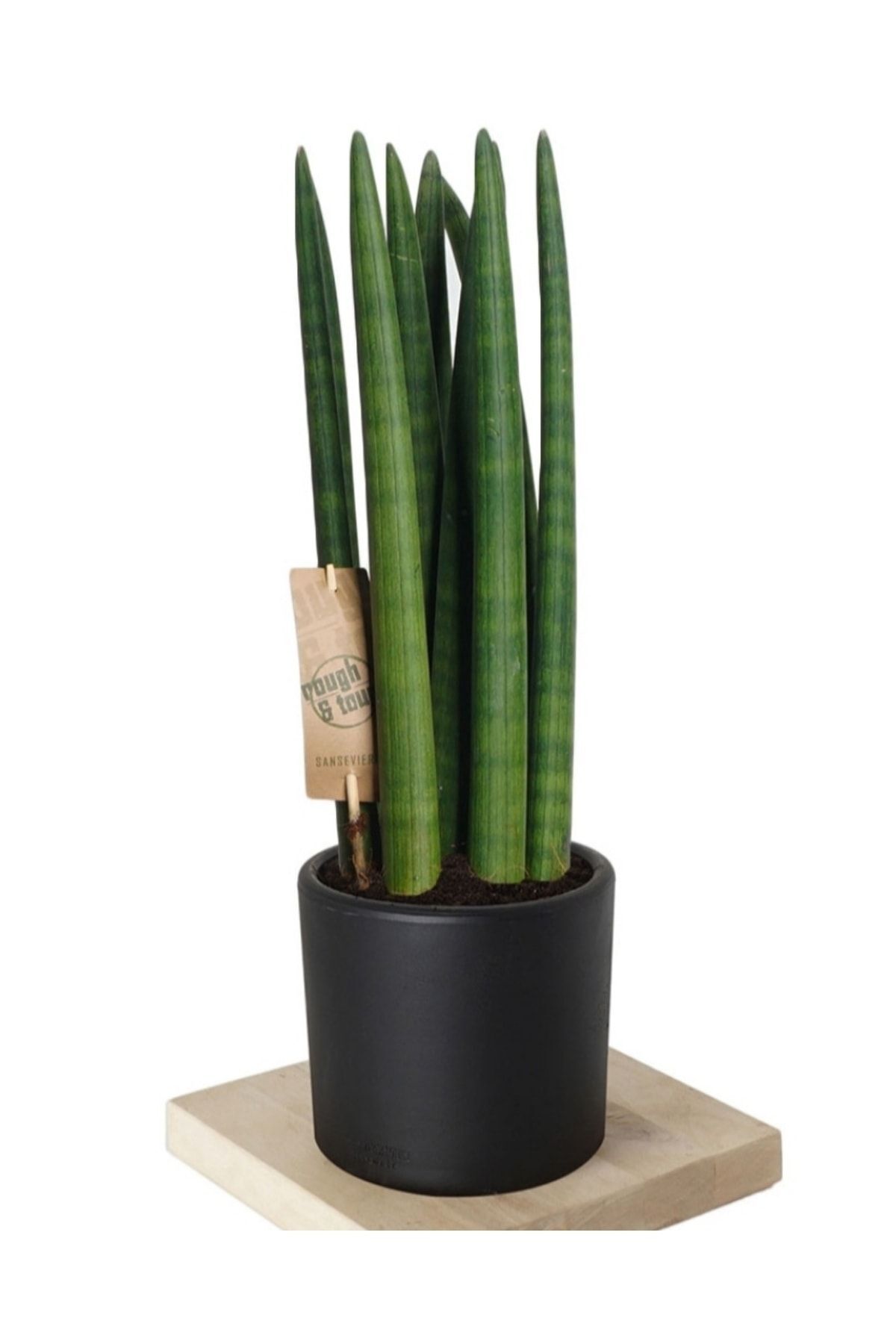 Silindir Paşa Kılıcı Sansevieria Cylindrica