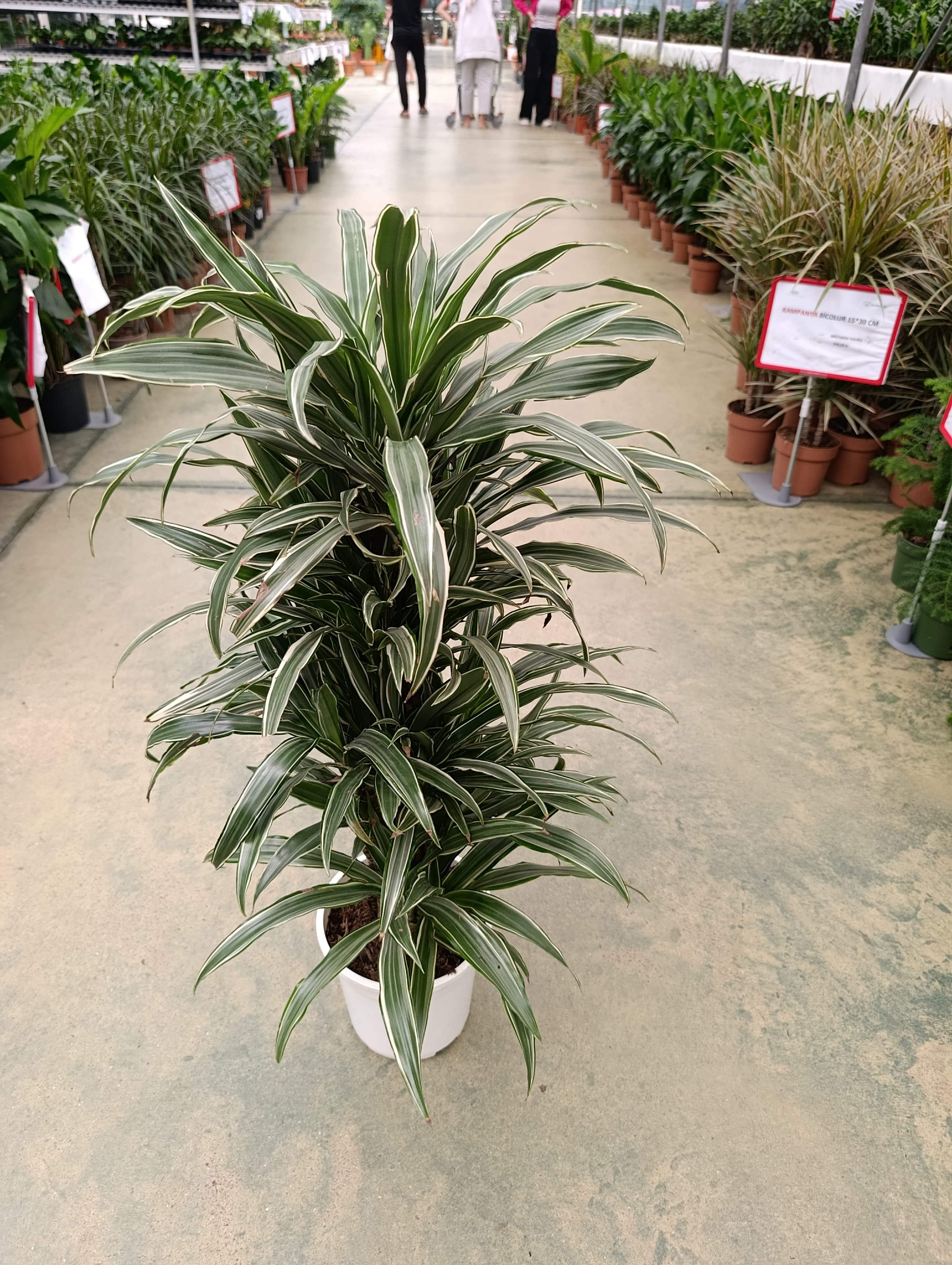 Dracaena Warneckii Multistam - Madagaskar Dragon Ağacı