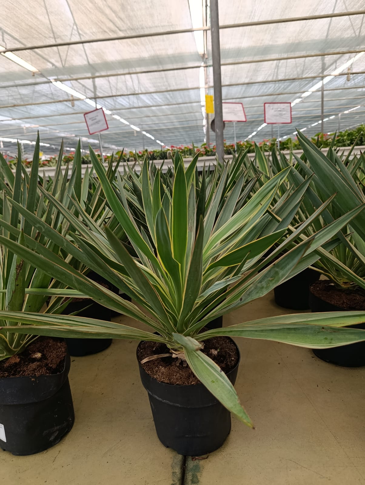 Avize Ağacı - Yucca Gloriosa