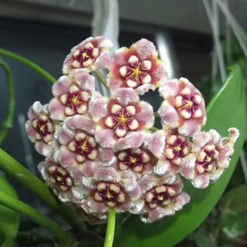 Kadife Dokunuş Pembe Hoya Carnosa Mum Çiçeği Fidanı 