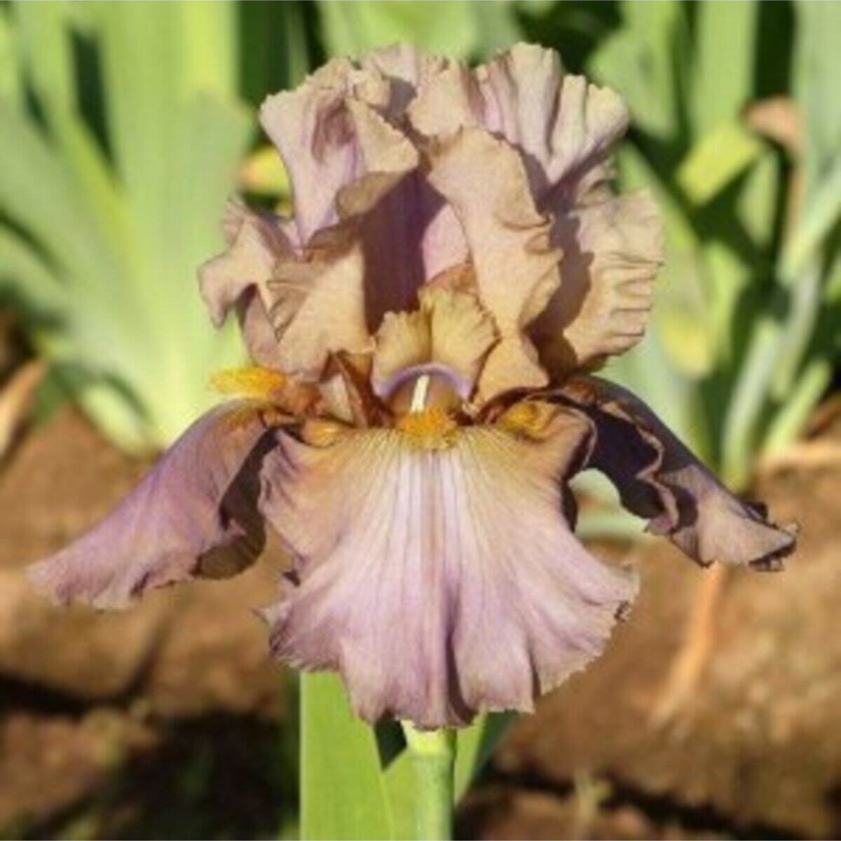  2 Adet Sütlü Kahve Iris (SÜSEN) Çiçeği Soğanı