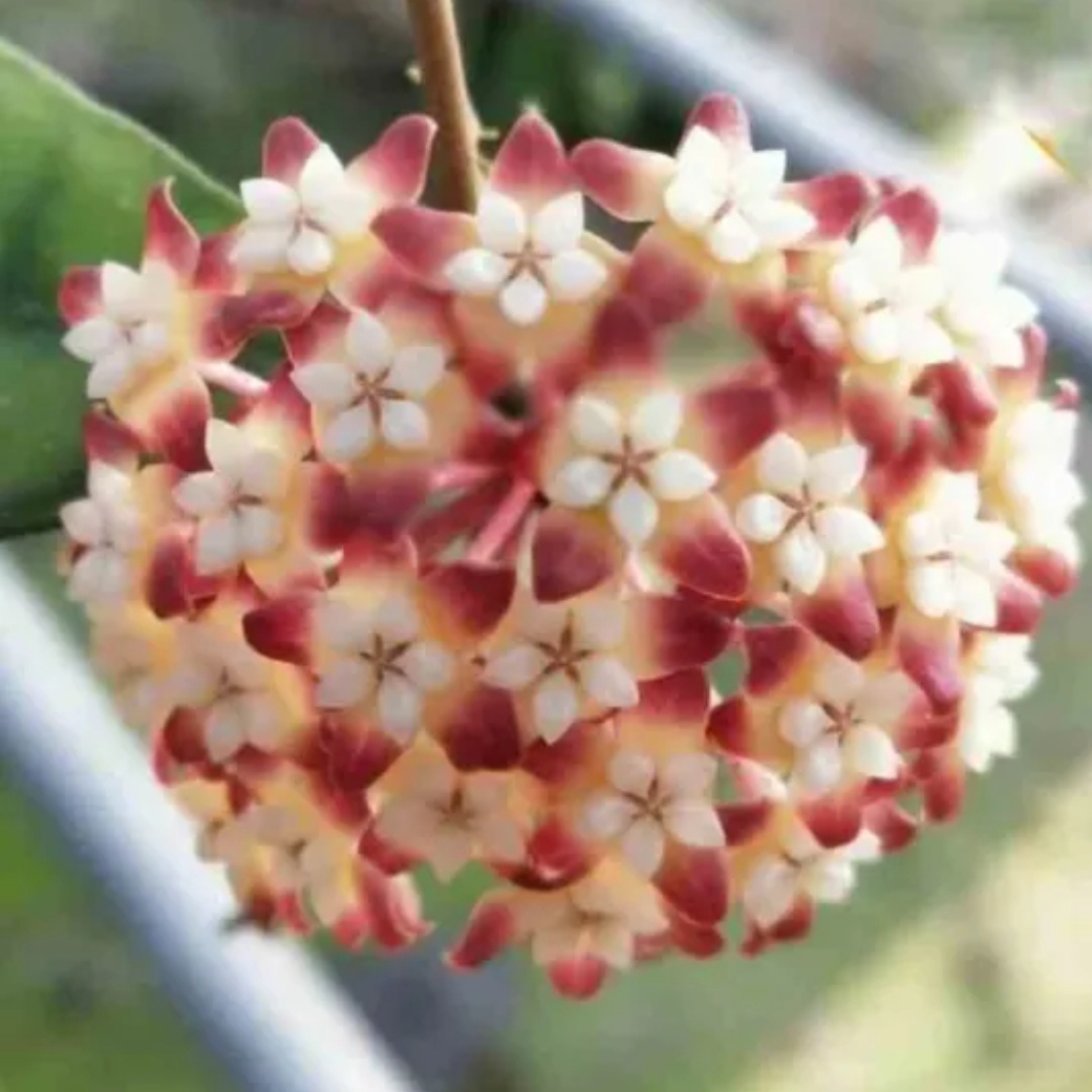 Şarap Kırmızısı Yıldız Mum Çiçeği (Hoya carnosa 'Rubra Stellata')