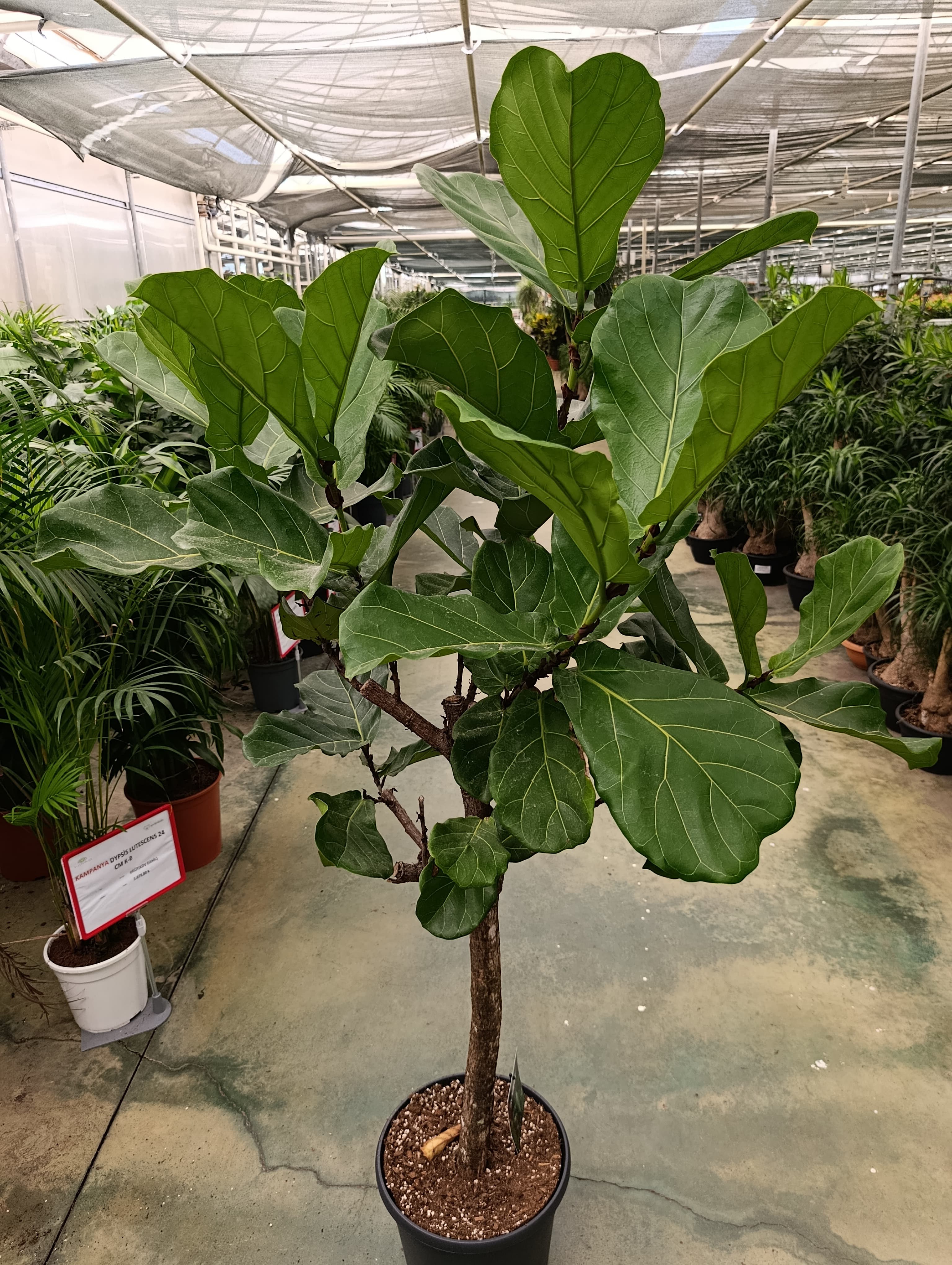 Ficus Lyrata Stem Anaç Bitkisi İthal
