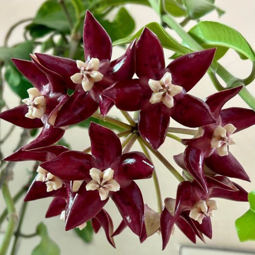 Hoya Carnosa Red Star Tekli Mum Çiçeği