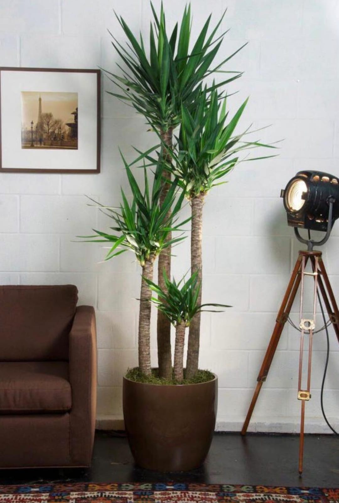 Dekoratif 45 cm saksıda Dev Yucca - Yuka Bitkisi