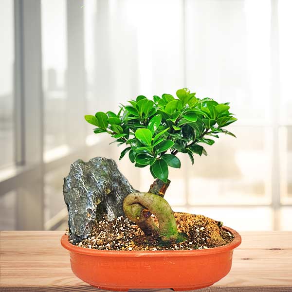 Dekoratif saksıda bonsai ve kaya aranjmanı 