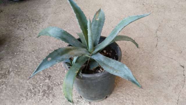 3 Adet Agave Americana Amerikan Sabırı 