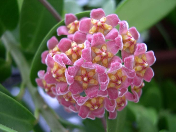 Sarı Yıldız Çiçekli Pembe Hoya Carnosa Mum Çiçeği Fidanı