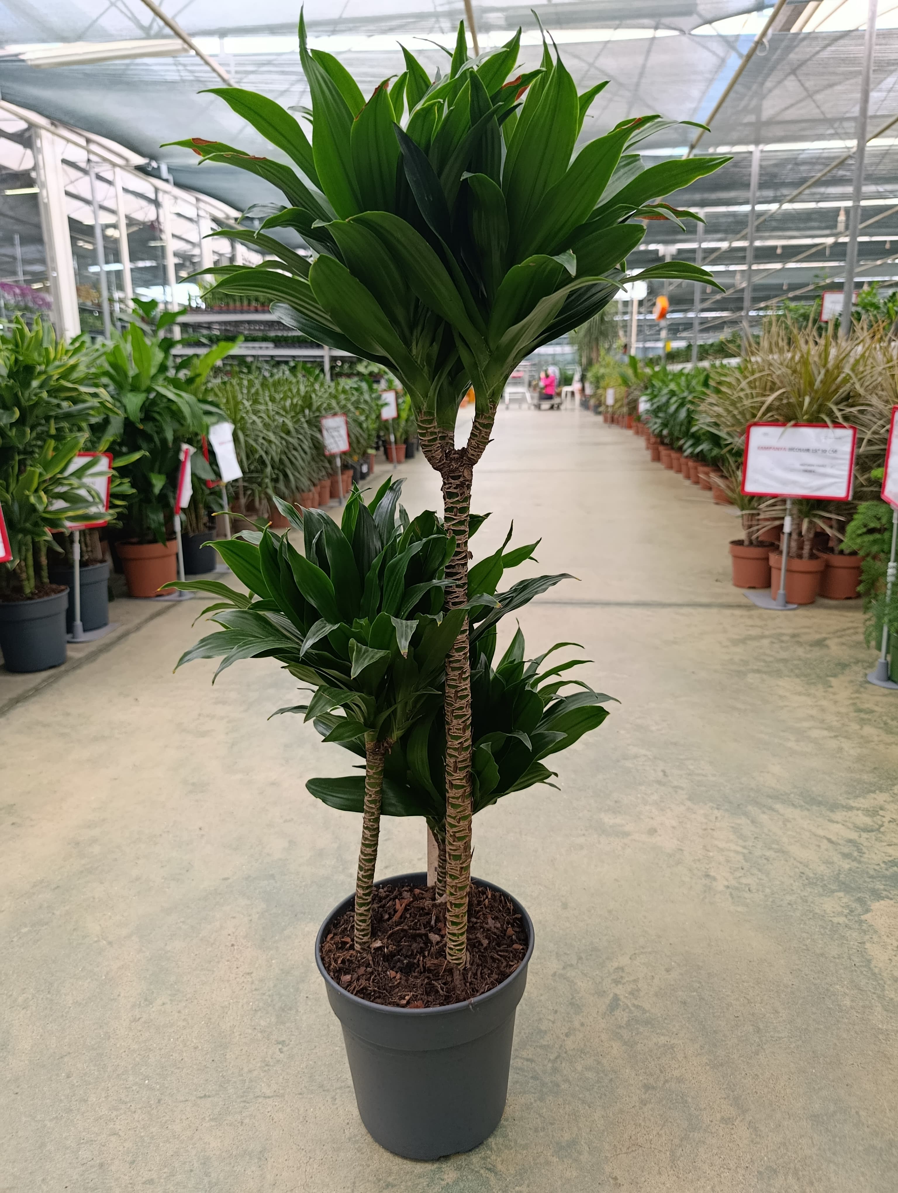 3 Gövdeli Dracaena Compacta Bitkisi