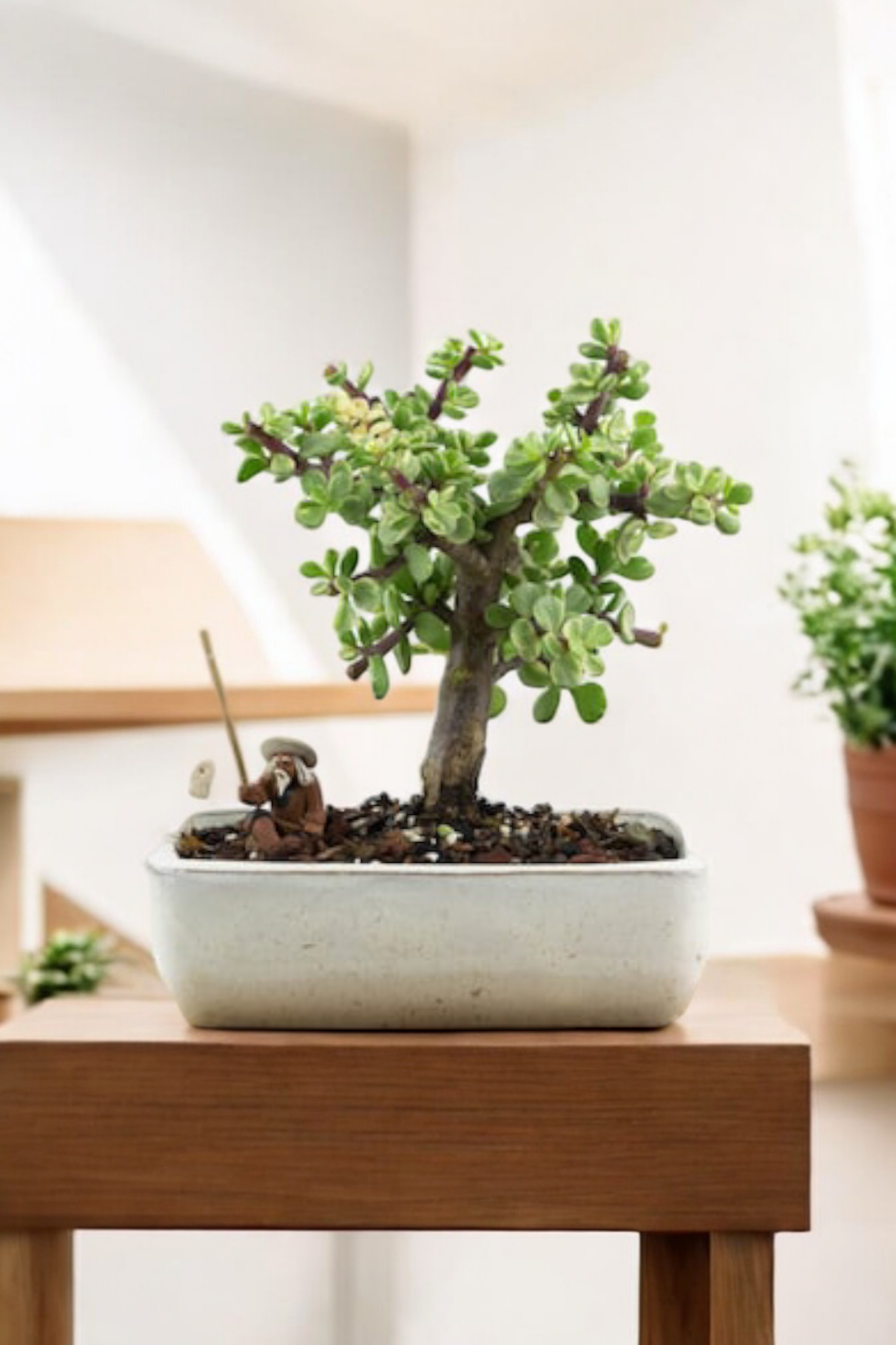 Bonsai Para Bereket Bitkisi Para Ağacı Taş Saksıda