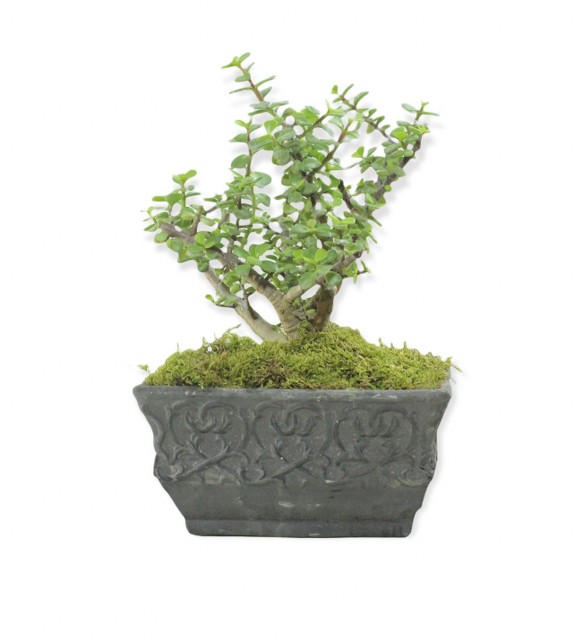 Para Bonsai Crassula Afra portulacaria