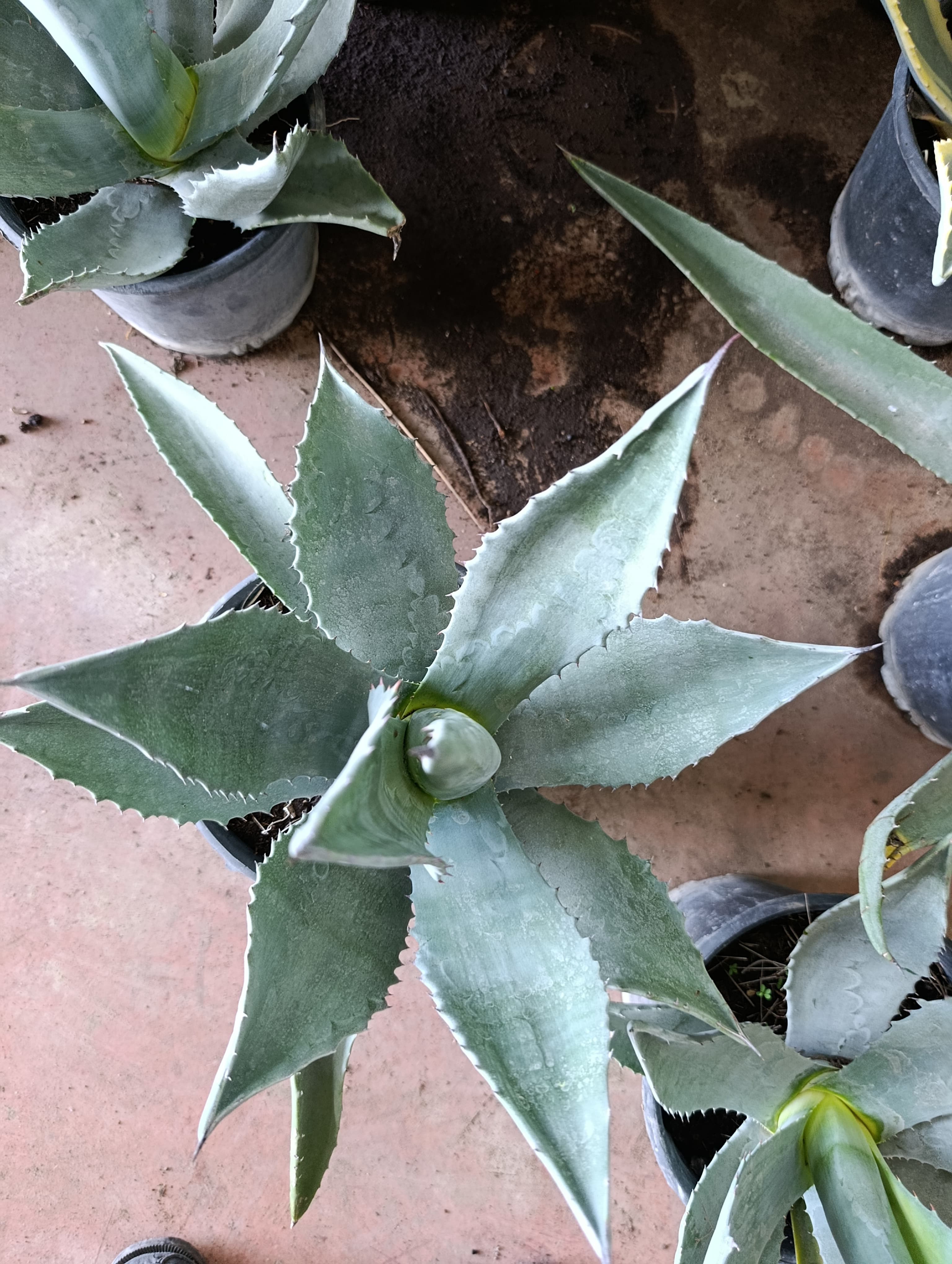 Sabır Ağacı (Agave americana) Koleksiyonluk ve Dayanıklı Sukulent 40-45 cm