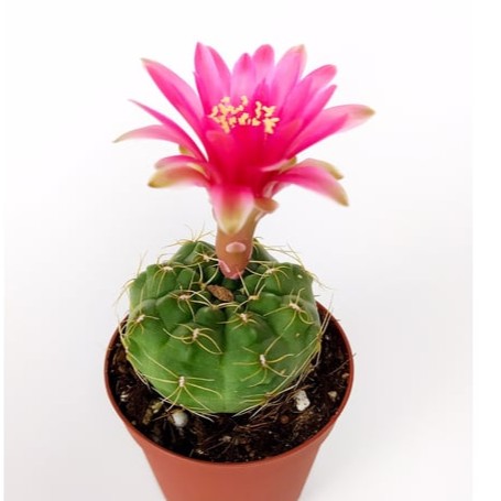 Gymnocalycium Baldianum harika çiçekler açan kaktüs