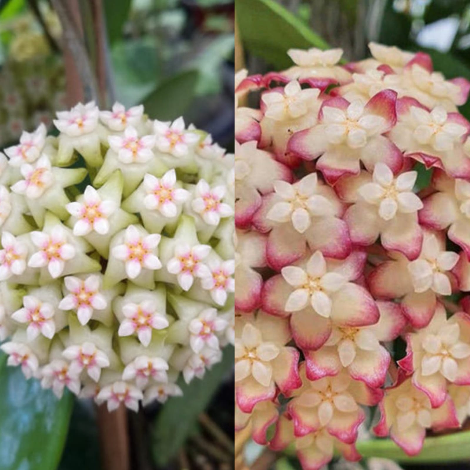 Hoya Carnosa İkili Mum Çiçeği