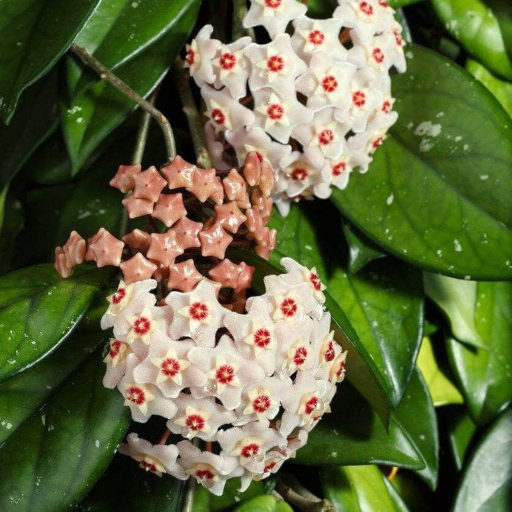 Hoya Carnosa İkili Mum Çiçeği