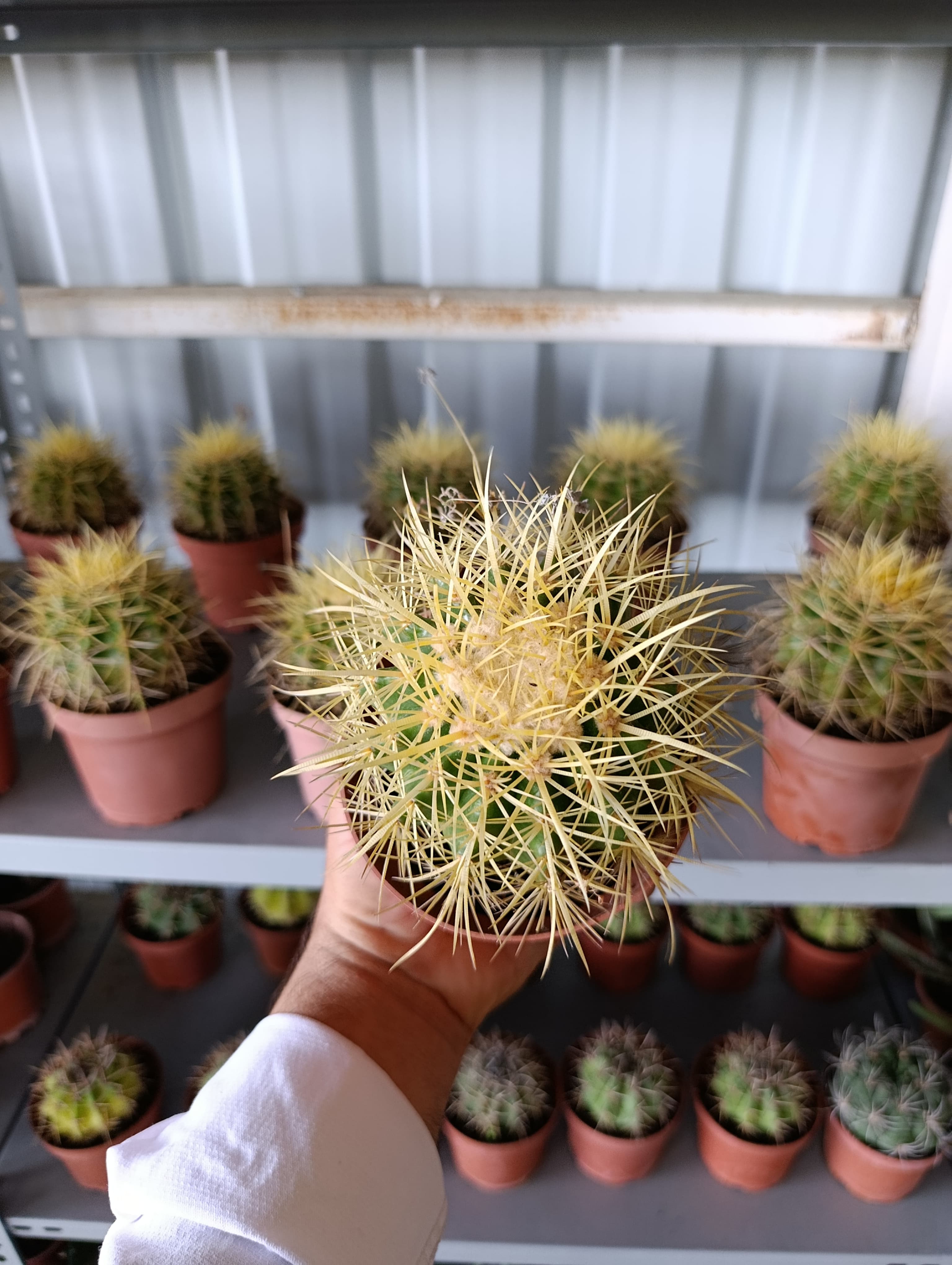 13 CM Saksıda Echinocactus Grusonii (Altın Fıçı Kaktüsü)