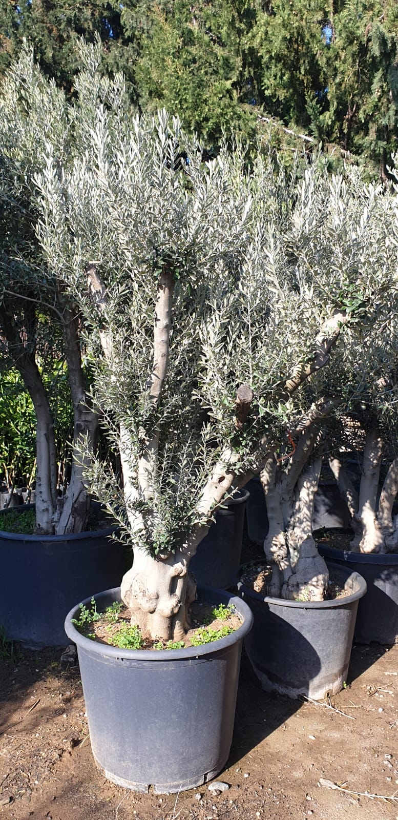 65 Yaş Büyük Zeytin Ağacı