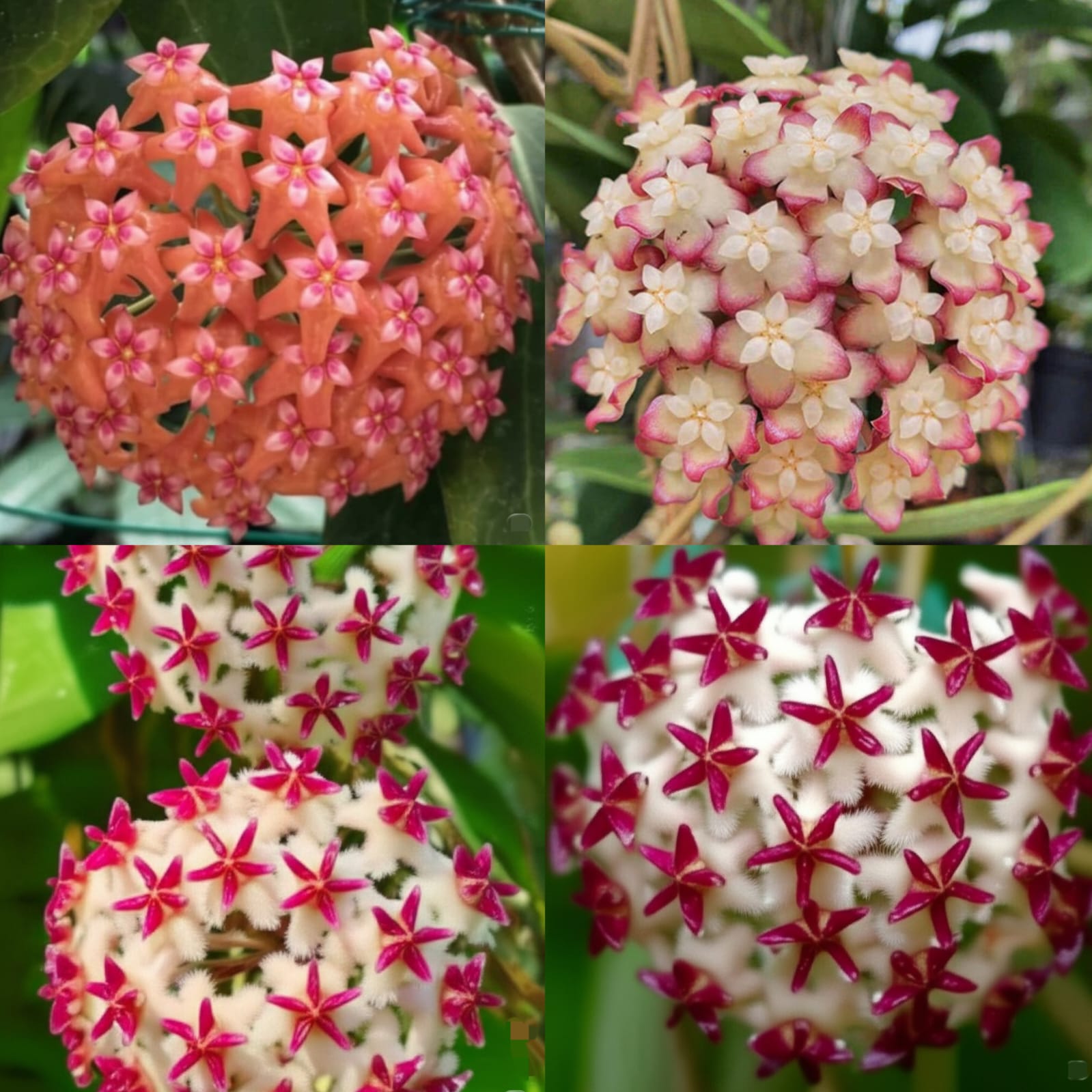 Hoya Carnosa Dörtlü Mum Çiçeği