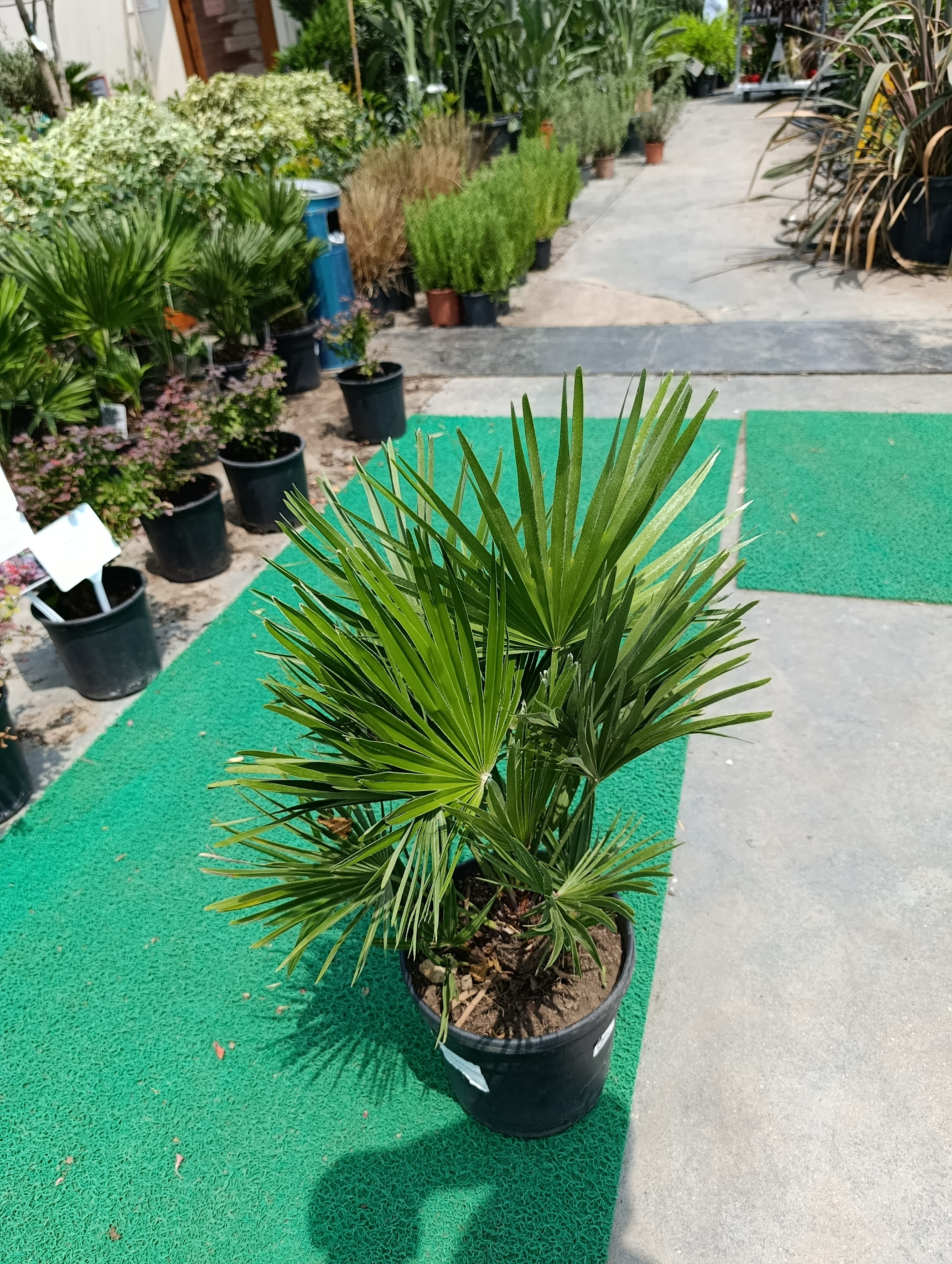  Chamaerops Humilis - Bodur Palmiye
