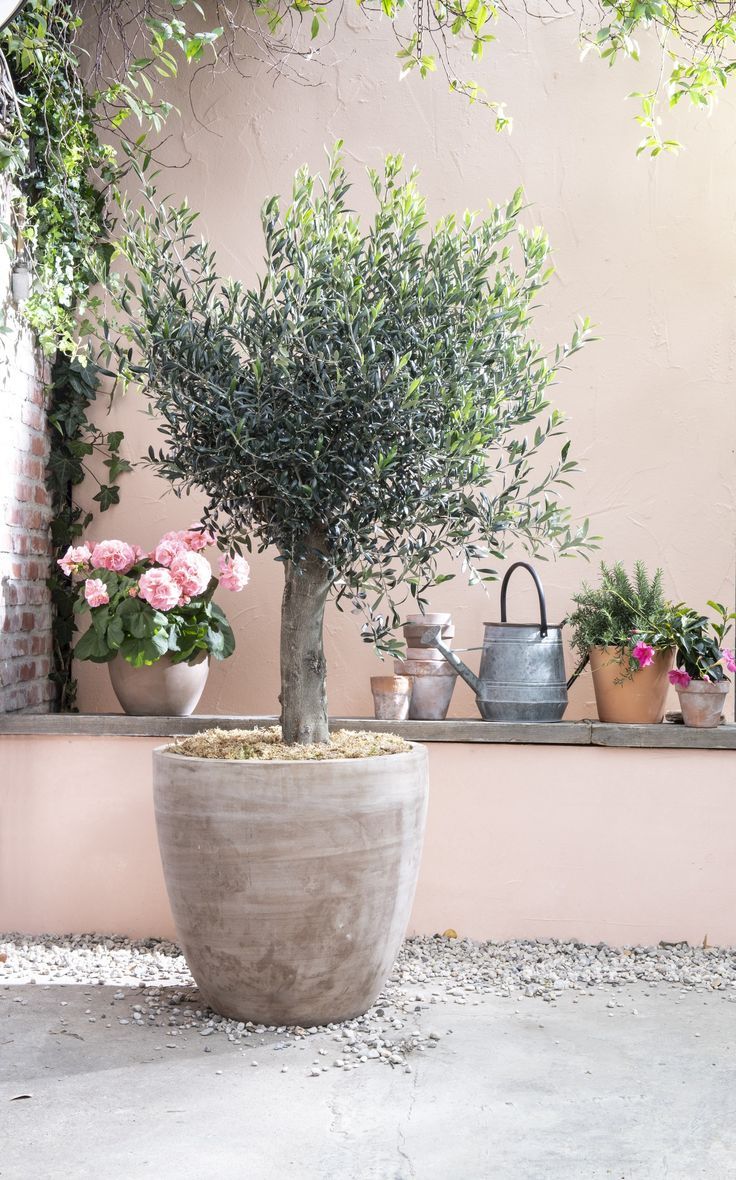 Saksıda Olea Europaea  - Olıve Tree  Zeytin Ağacı