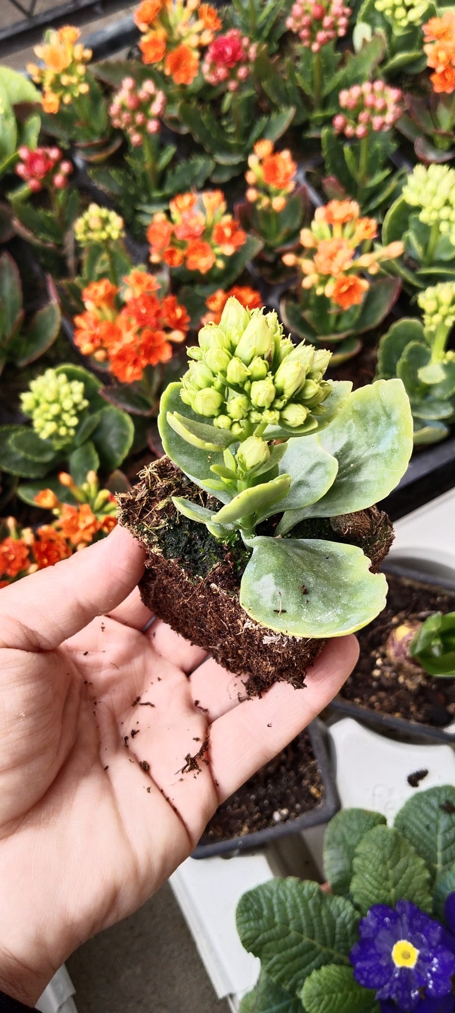 20 Adet Kalanşo Fidesi Kalanchoe 