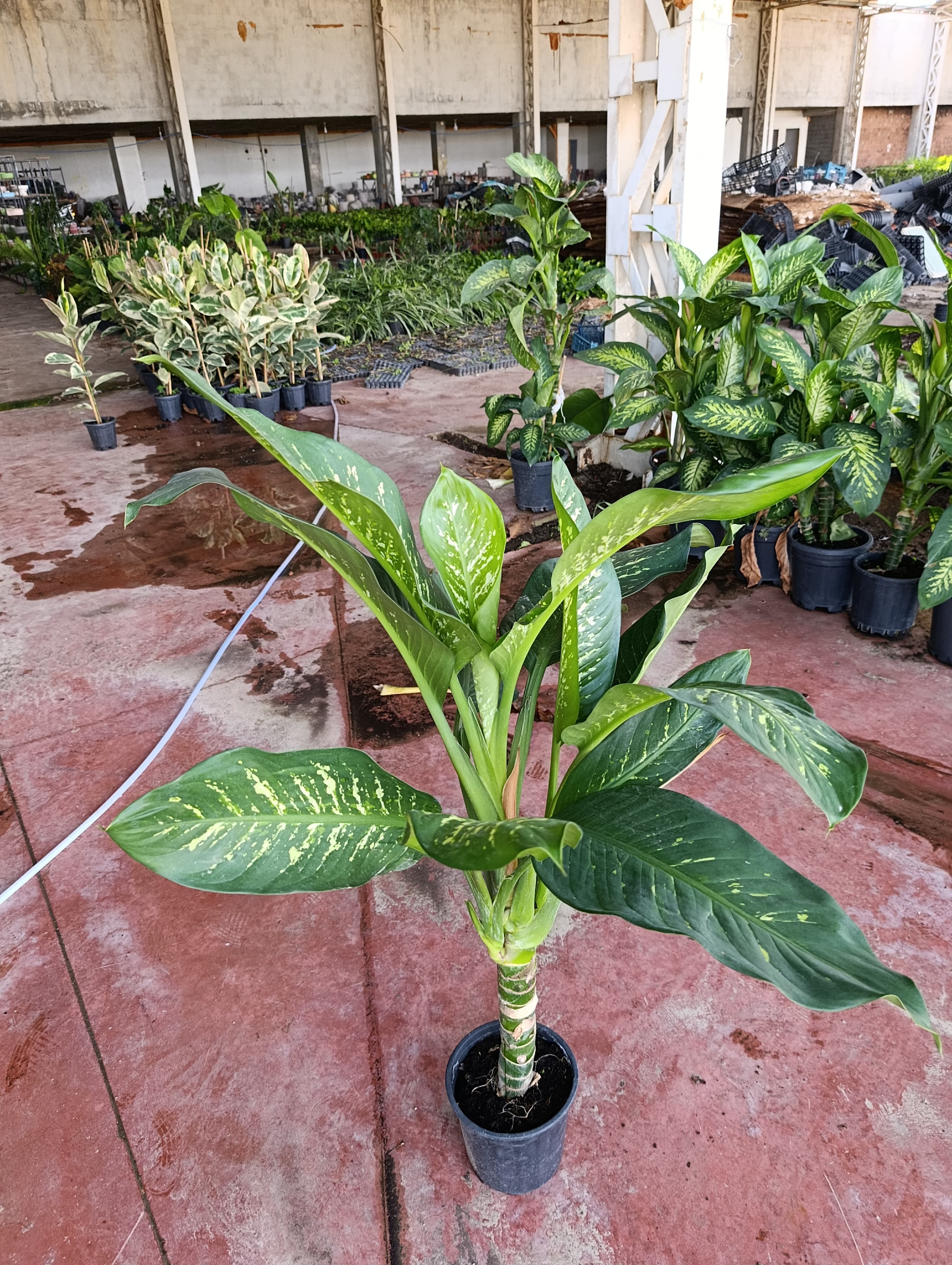 Dev Difenbahya Bitkisi (DİEFFENBACHİA TROPİC SNOW) Ağlayan Çiçek 150-180 cm, Salon Bitkisi