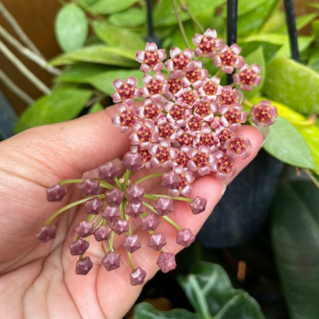 Hoya Carnosa Tekli Mum Çiçeği