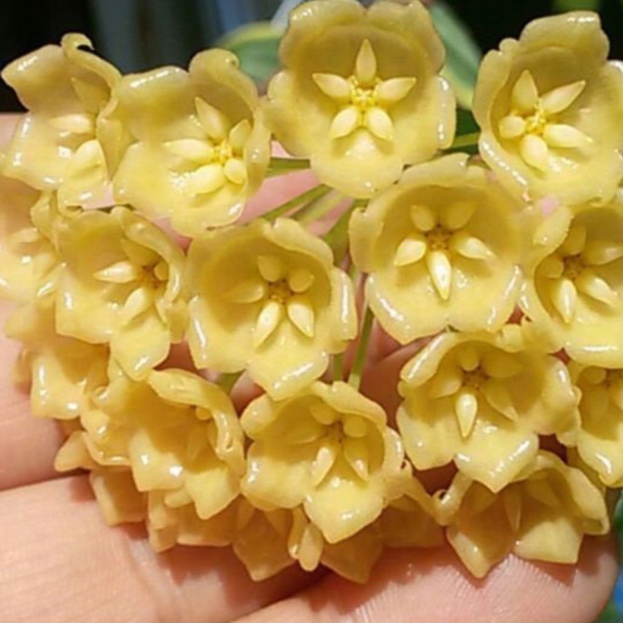 Altın Balmumu – Sarı Mum Çiçeği (Hoya Carnosa 'Golden')
