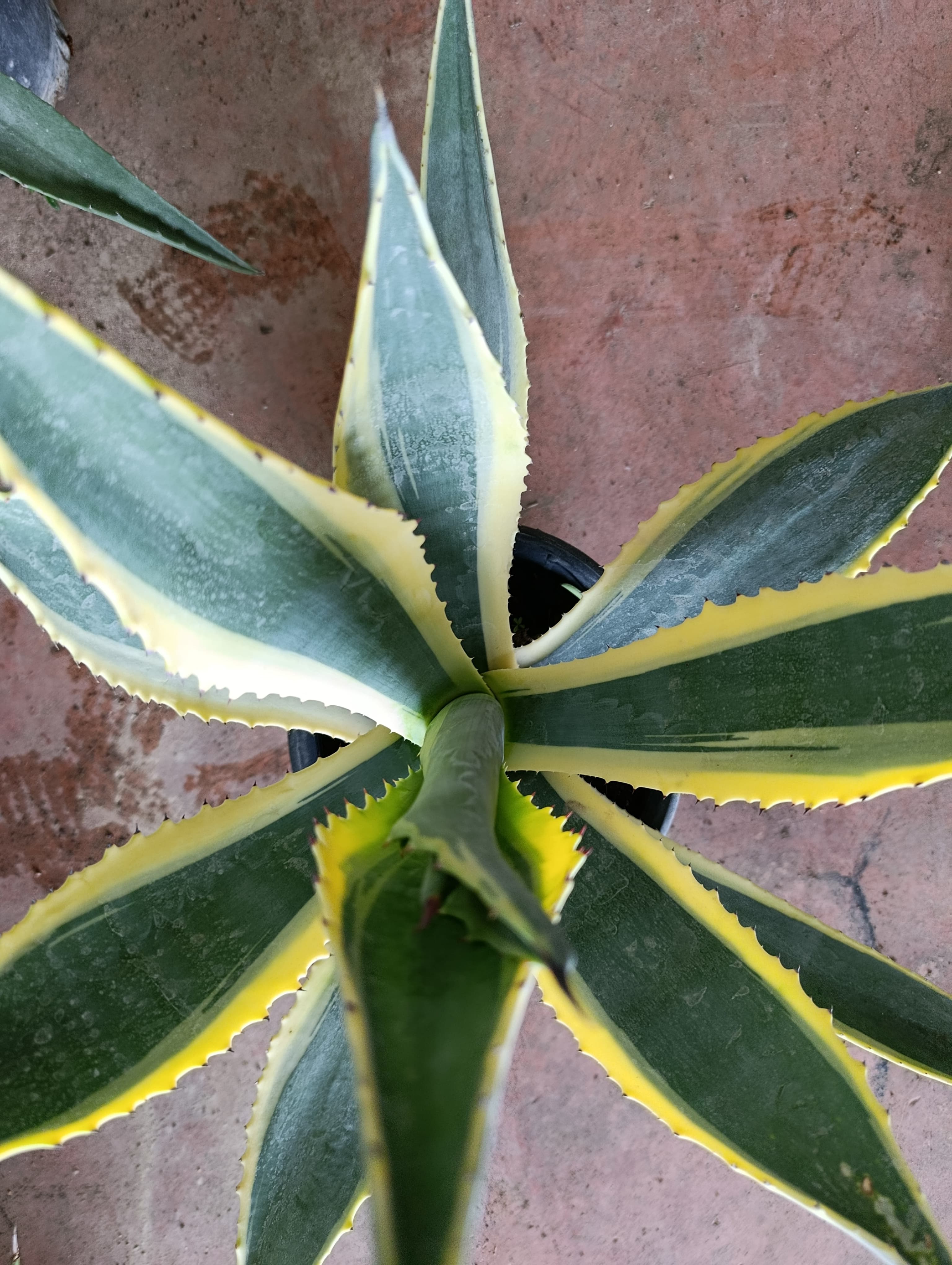 Agave Americana Marginata Alacalı Amerikan Sabır Ağacı