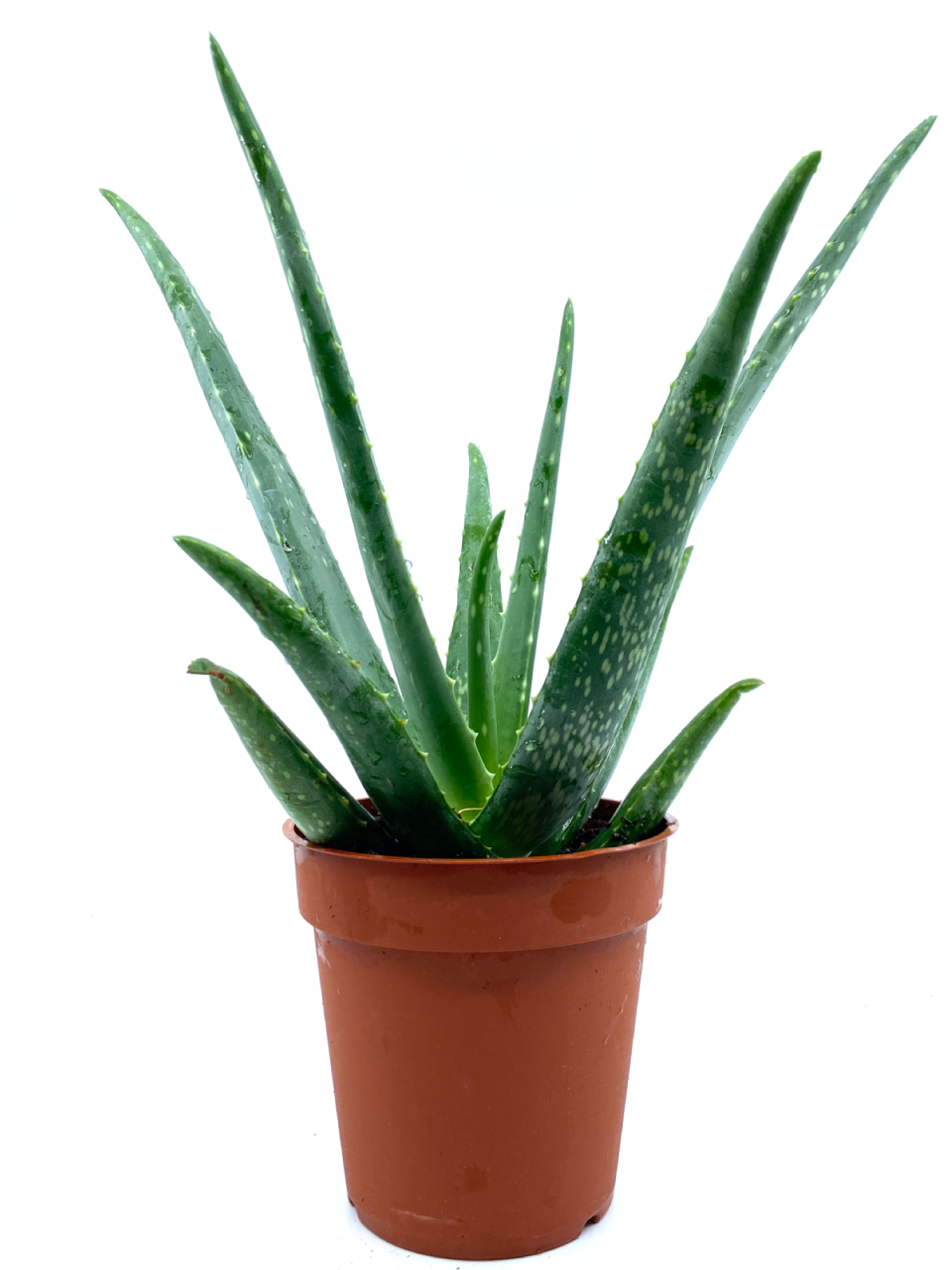 Aloe Vera Bitkisi Tıbbi Sarısabır Cilt İçin Uygun Jel Aleovera 30 - 40 Cm