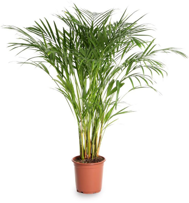 Areka palmiyesi 20-25 kök 100-120 cm
