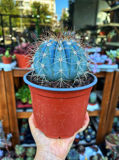 Melocactus Azureus - Mavi Melo Kaktüs 13 CM