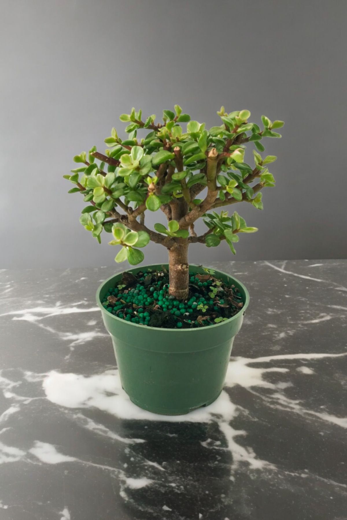 Üretim Saksısı da Bonsai Para Çiçeği