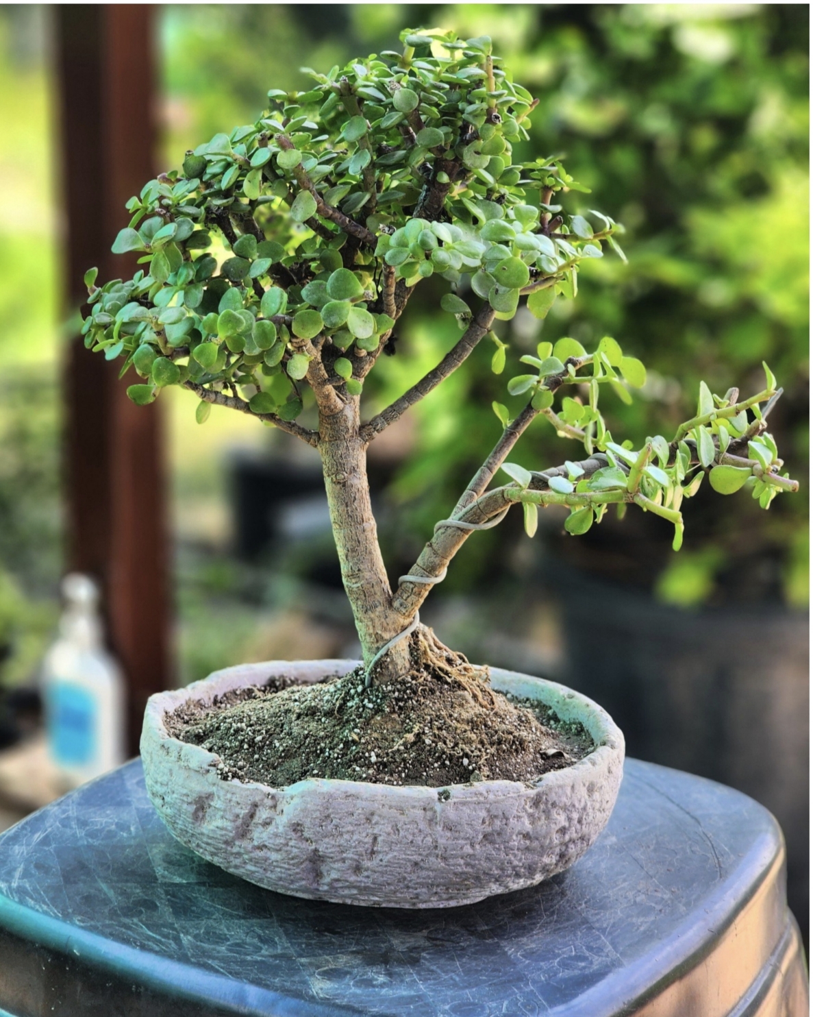 El yapımı saksıda 9 yaş Bonsai ağacı para ağacı