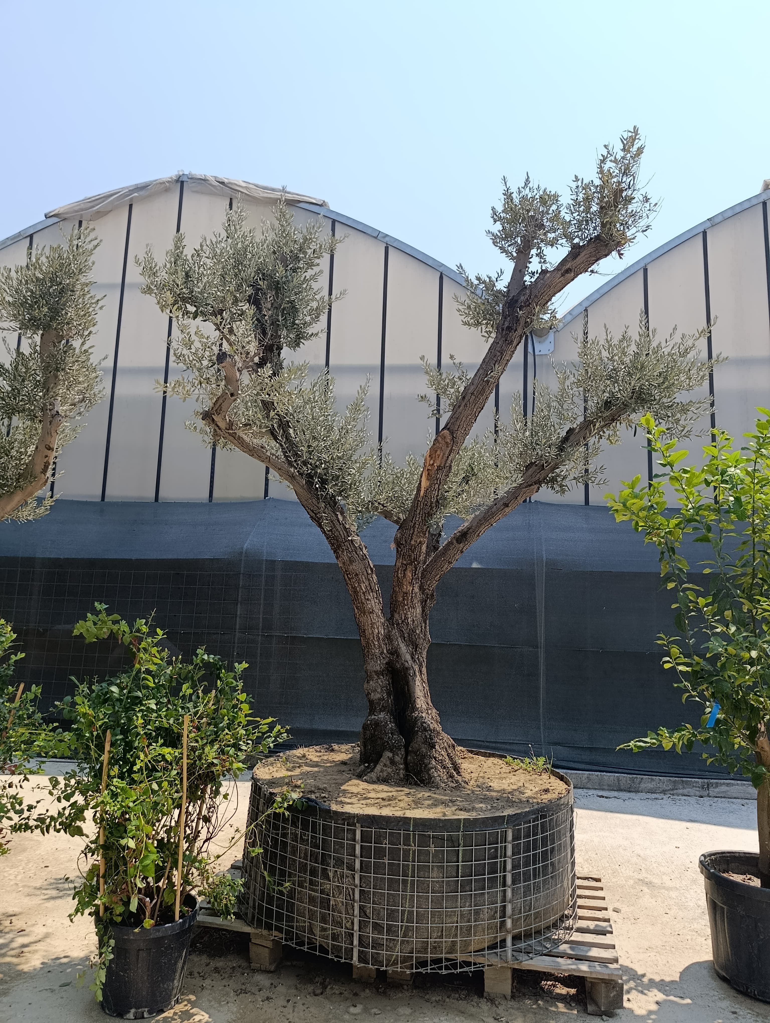 5 Metre 150 Yaş Zeytin Ağacı