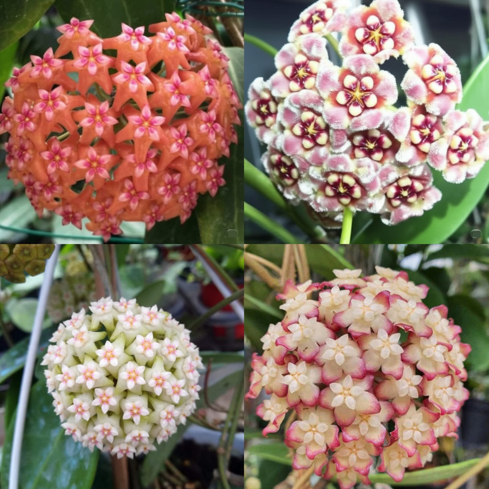 Hoya Carnosa Dörtlü Mum Çiçeği