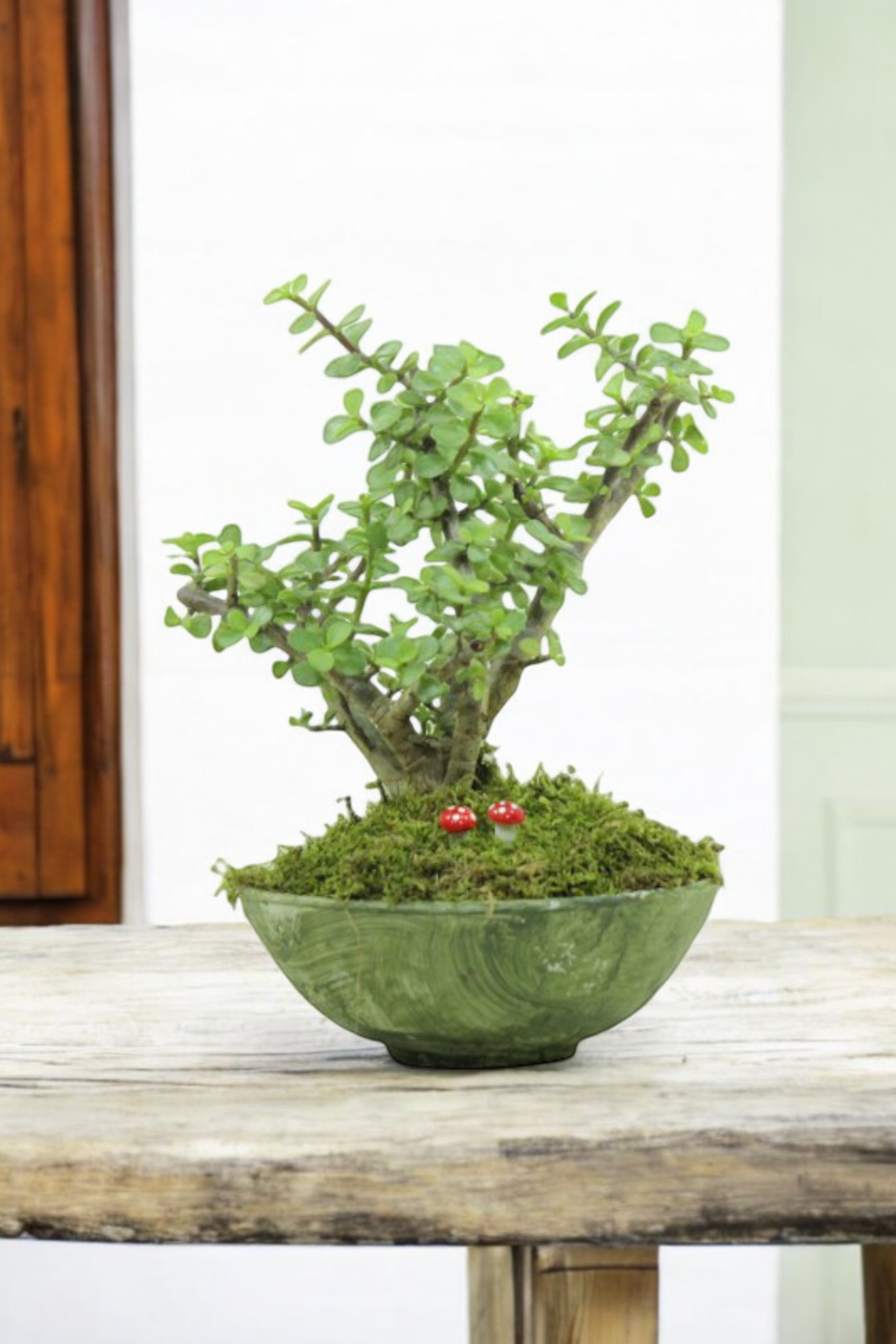 Dekoratif Şık Bonsai Para Hediyelik Bitki