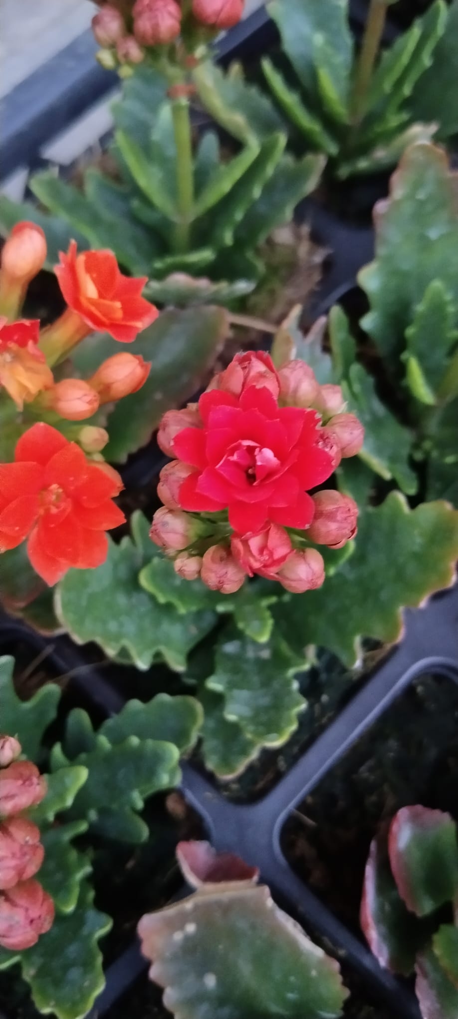 2 Adet Kalanşo Fidesi Kalanchoe