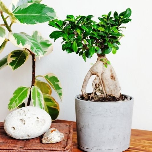 Dekoratif Saksıda Bonsai