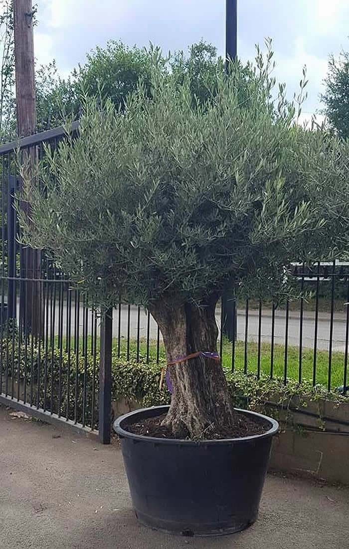 250 Yaş Zeytin Ağacı