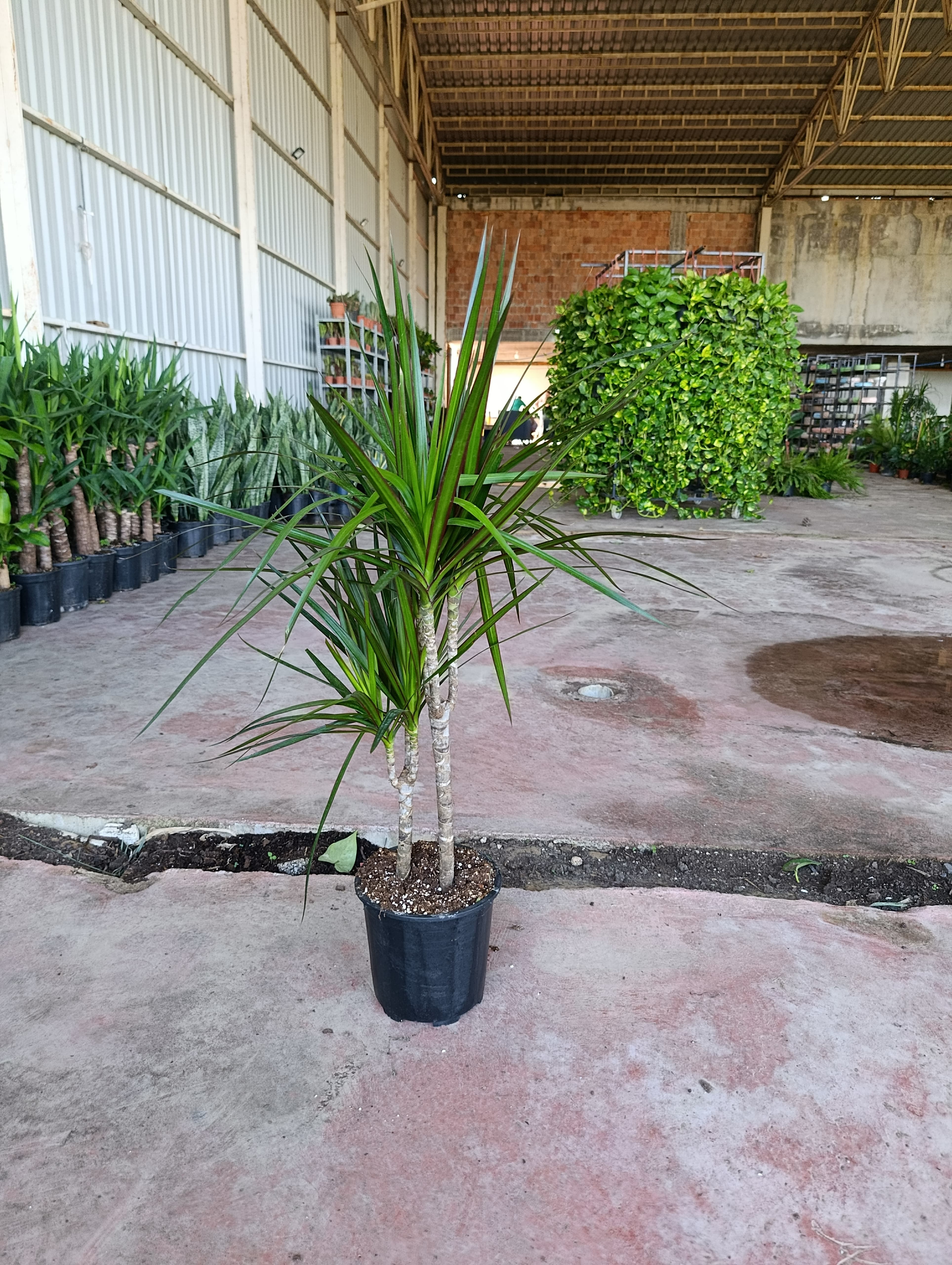 Dracaena Marginata 2 Gövdeli 90-120 cm