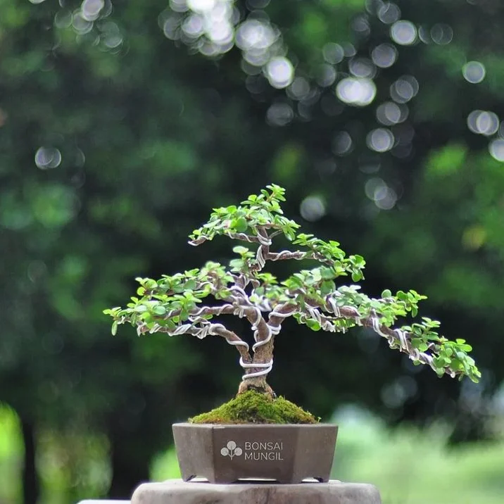 Afra Bonsai Dekoratif Taş Saksıda