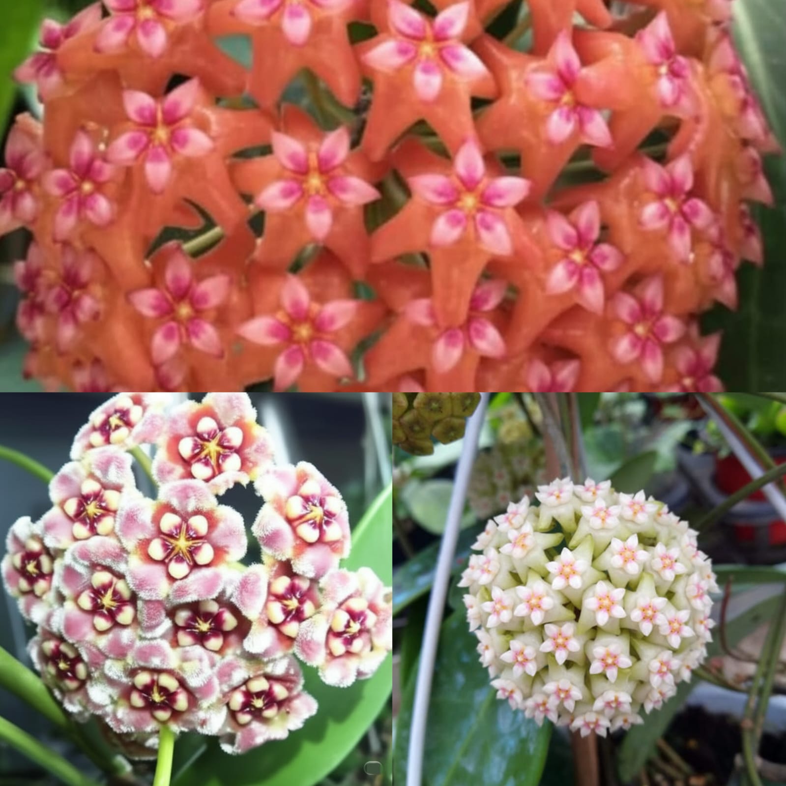 Hoya Carnosa Üçlü Mum Çiçeği