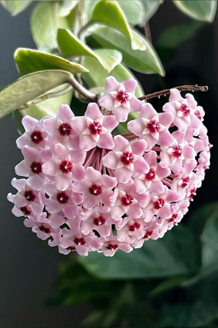 Pembe-Kırmızı Yıldız Çiçekli Hoya Carnosa Mum Çiçeği Fidanı