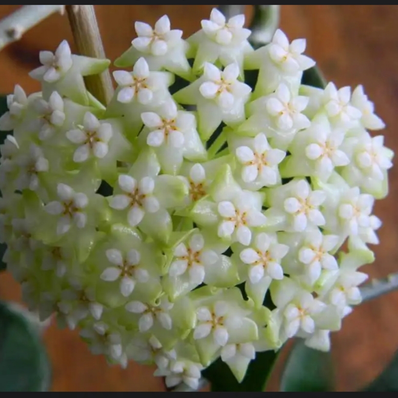 Kar Beyazı Yıldız Mum Çiçeği (Hoya carnosa 'Alba')