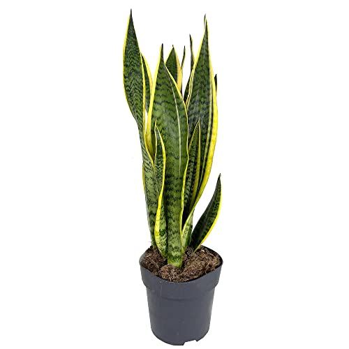 Sarı Çizgili Paşa Kılıcı 70-90 cm