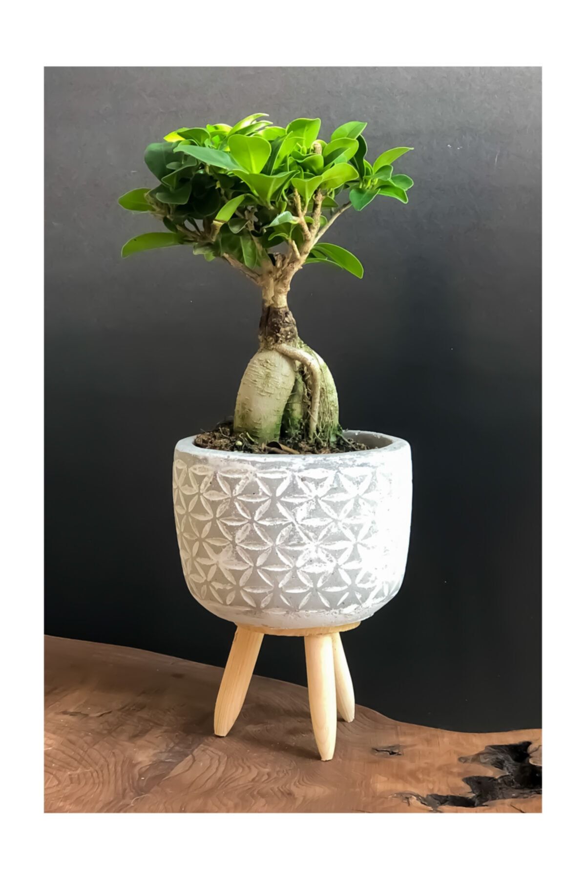 Ayaklı Taş Saksıda Ficus Bonsai