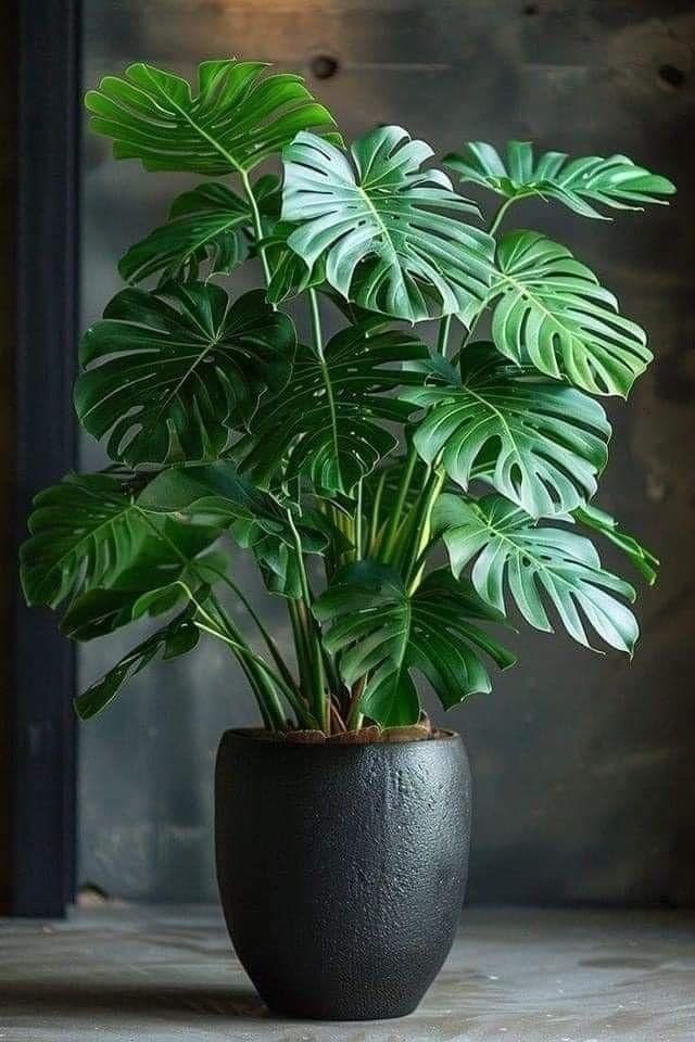 Dekoratif Saksıda Deve Tabanı Bitkisi - Monstera Deliciosa 