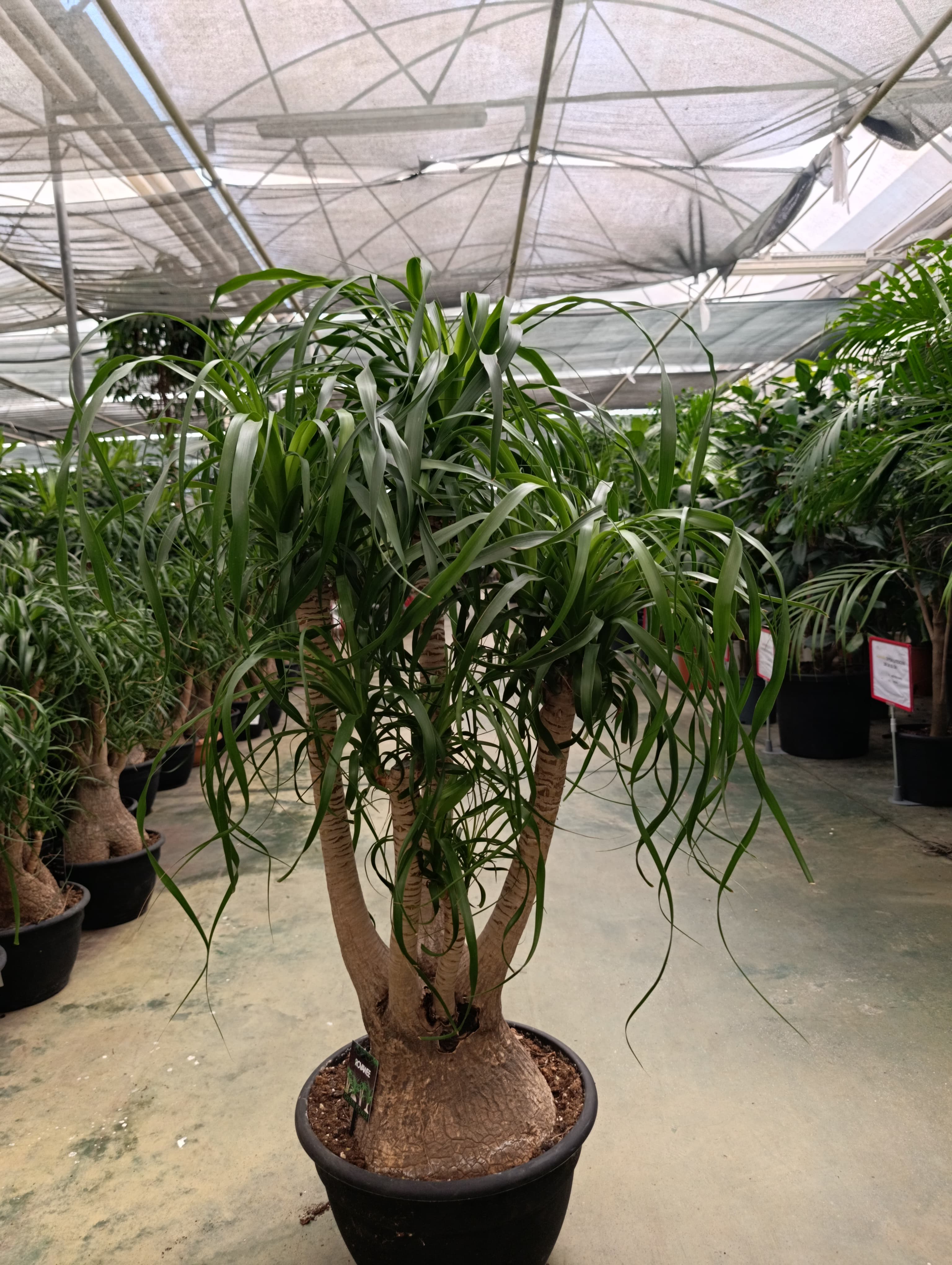Beaucarnea Guatemalensis - İzote Macho